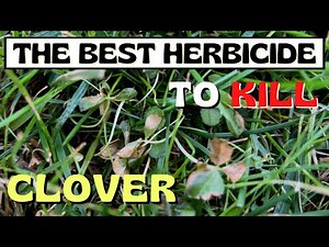 Kill Clover Within 48hrs | The Best Herbicide Choice