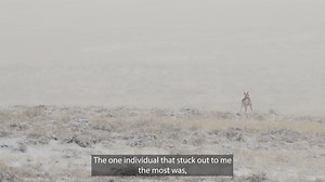 98K views · 938 reactions | GPS tracking collars tell powerful...