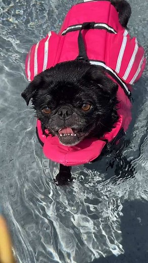 Dog Fetch Attitude: First Swim of the Season — Throw the Ball
