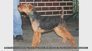 Common Health Issues in Welsh Terriers and How to Prevent Them