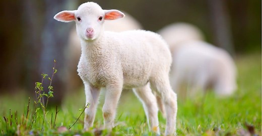 What’s a Baby Sheep Called   5 More Amazing Facts!