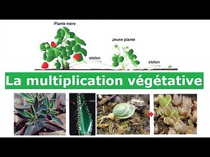 La multiplication végétative