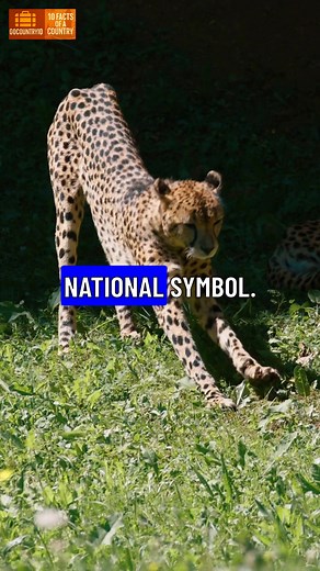 Angola's Hidden Gem: The Mythical Antelope's Comeback! Did you know Angola is home to an animal so rare and elusive, many once thought it was mythical? #Luanda, #Oil, #Diamonds, #Portuguese, #CivilWar, #KalandulaFalls, #Semba, #Benguela, #Savanna, #Africa | GoCountry10