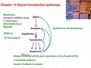 Chapter 14 Signal-transduction pathways - SlideServe