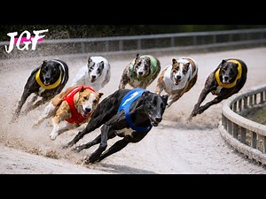 Greyhound Racing – Pure Power at 480m