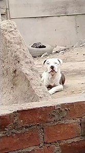 16K views · 237 reactions | REPORTE VISUAL Este perrito esta perdido por favor ayudeneme a encomtrar su dueño, aparecio por mi cassa Los arenales de la pradera Contacto : 949519321 | Refugio Animal Chiclayo | Facebook