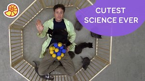 What is an atom of oxygen made of? Find out together with Phil and... a bunch of kittens. For more science check out new episodes of "Science Max" on the Da Vinci Kids app! #catsofscience | Da Vinci