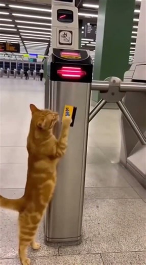 進捷運發現悠遊卡刷不過...怎麼辦？ 忘帶現金怎麼辦 #神奇寵物系列 #生活小技巧 #大眾運輸