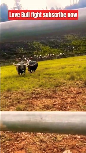 Buffalo Bulls Fight in Wild Arena Clash#bullfights