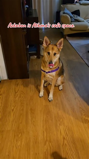 I taught Athena to respond to commands using spell words and/or place names from Harry Potter. Now she associates "Azkaban" with "safe space". #gsdofinstagram #gsdmom #harrypotter #introvertingoutloud | Introverting Out Loud