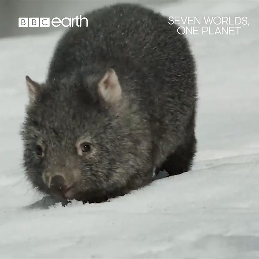 Your new favourite animal? 😍⁣ ⁣ Wombats are marsupials, meaning they have a pouch where their young grow and develop. Interestingly, a wombat's pouch faces backwards to protect the joey from dirt as their mother digs.⁣ ⁣ Footage by © BBC Studios NHU⁣ ⁣ #SevenWorldsOnePlanet⁣ | BBC Earth
