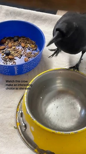 5K views · 180 reactions | Studies suggest that crows dunk food in water to increase the moisture that enters their body after eating. Parent crows have been observed doing this for the food they bring back to their nestlings, as baby birds don’t consume water the way humans do. Babies receive all of their hydration from the food they ingest. #crow #birdwatching #rehabbedcrow #animalambassador #wildliferrescue #birdfacts #fyp | Carolina Waterfowl Rescue | Facebook