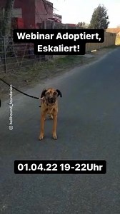 Webinar Adoptier, Eskaliert! Anmeldung an: hellhound@klugmann-hunde.de Vom Umgang mit Second-Hand Hunden Dieses Webinar widmet sich dem Thema, was Hunde nach ihrer Adoption aus dem Tierschutz, von Privat oder nach Übernahme von einer Behörde brauchen. Wie man ihnen Sicherheit und ein gutes Fundament für ihr weiteres Leben und ggf. die Weitervermittlung ermöglicht erfahrt ihr hier ebenso. Immer wieder stehen Hundehalter/ Tierschützer oder Tierpfleger vor der Problematik mit gutem Willen und Gedan