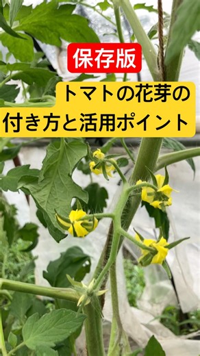 定植時に気をつける向き‼️ #家庭菜園 #農業初心者 #野菜 #トマトの特徴#トマト栽培