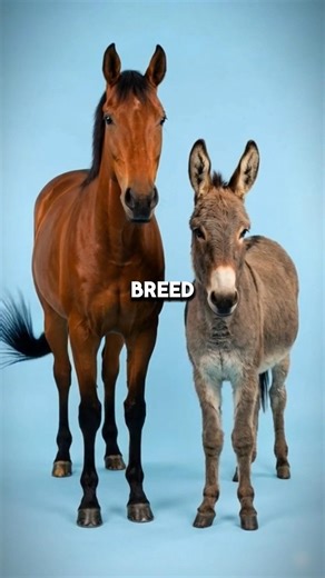 What happens when you breed a horse and a donkey?