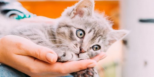 Découvrez les meilleurs noms de chat en V, W, X, Y et Z pour 2024