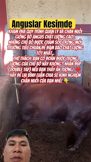 The cattle are brought into a separate room | Modern Angus Cattle Farming Process 🐂🥩