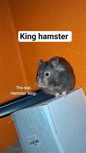 King #jhingur #hamster #foryou #fyp