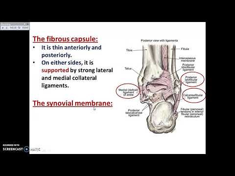 The Ankle Joint - Dr. Ahmed Farid
