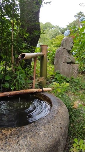 #自然音のみ #柿生あじさい寺 #nature #flowers #backgroundvideo#神奈川県 #柿生 #浄慶寺#HiddenGemsJapan