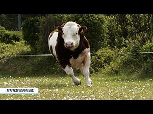 Bayern-Genetik Bullen Porträt VELTLINER