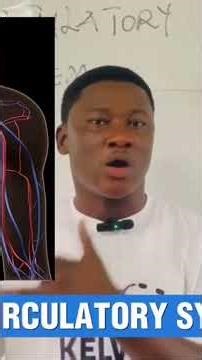 The circulatory System made easy 🫀 #nursekelvintv