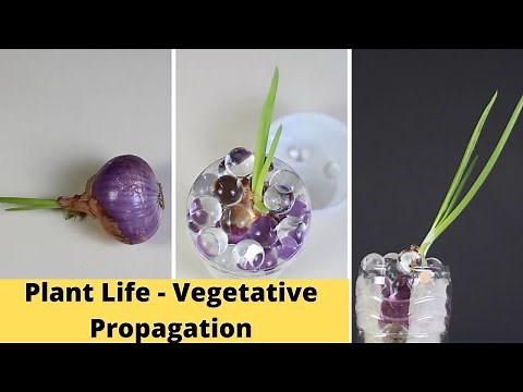 Plant Life - Vegetative Propagation | Class 10 Experiential Activity