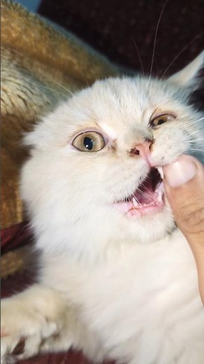 cuties 😍 #cats #cat #catlovers #catvideos
