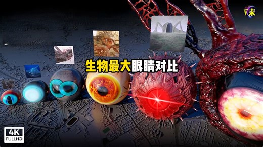 你知道生物最大的眼睛有多巨大吗