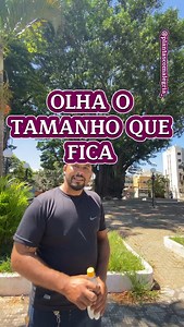 7.3K views · 107 reactions | Fícus lyrata ou fucus elástica são plantas que estão em alta na moda para plantas internas , só não cometa o erro de plantar essa árvore na rua ou no chão , além de não ser boa para arborização urbana não traz benefícios para nossa fauna e flora nativa ! #jardim #jardinagem #jardinagemepaisagismo #plantas #natureza | Plantas com alegria | Facebook