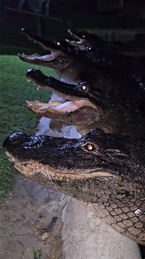 Alligator Feeding at Night! Everglades Holiday Park | Wild Charles