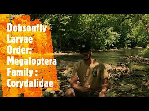 Dobsonfly Larvae