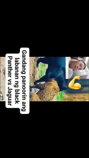 Gandang laban ng Black Panther vs Jaguar #everyonehighlights #everyonefollowers | Veronico Alagase