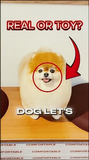 5 Dogs That Look Like Stuffed Animals 🧸🐾#fluffydogs #cutedogbreeds #dogshorts