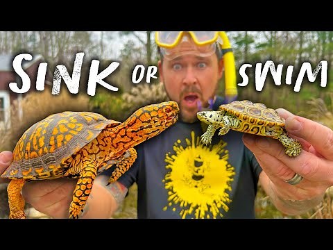 BOX TURTLES IN WATER! (They NEED It)