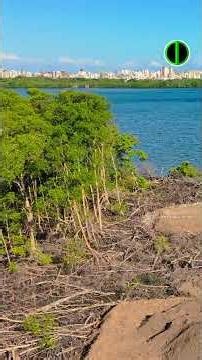 Devastation of the mangrove swamp on Stuart Island, in Greater João Pessoa. The "Bridge of the Fu...