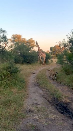 1.2M views · 10K reactions | Leopard Meets Giraffe – See What Happens! | Ruby Reid | Facebook