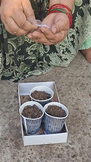 Sowing Bitter Gourd for the Summer Season