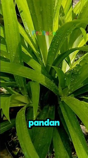 Pandan Leaves: The Secret to a Fragrant Aroma in Cooking and Can Overcome Insomnia #Shorts #Uniqu...