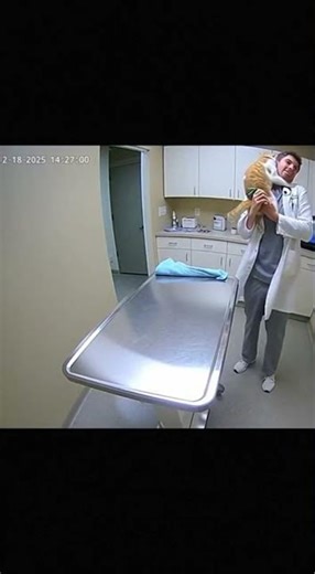Catzilla vs. Vet Coat