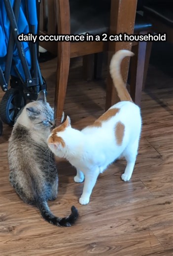 Cats Playing Together: A Daily Occurrence in Our Home