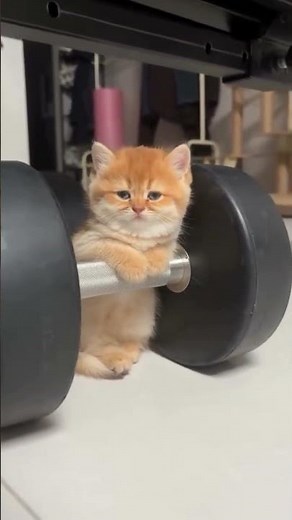 Little Ginger Kitten's Mood While Hitting the Gym! 😂#shorts
