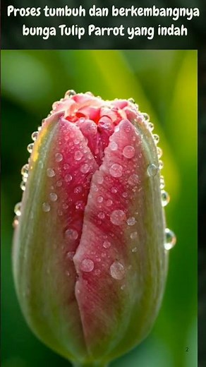 growth and blooming of parrot tulips