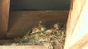Spotted flycatcher chicks in Hampshire are preparing to fly the nest. Watch live as they are fed flying insects by their parents, who flew from central Africa for the summer to breed. | The Guardian