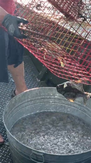 Blue Crab Fishing!!! Louisiana Living!!! Swamp People!!! Bayou Life!!!-001 | Mitchyandmatty