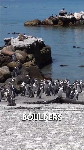 The Penguins That Live in the Desert