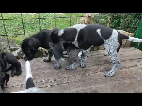 Deutsch Kurzhaar Nachwuchs Junge Welpen Wurf Jagdhund Vorstehhund deutsche Hunderasse Babys spielen