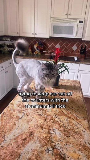 Keeping Cats Off Counters: Aluminum Foil Trick