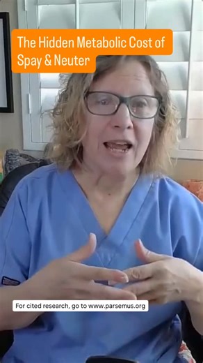 Pamela Dragos, DVM / Holistic Vet & Valley Fever Expert on Instagram: "If your dog gained weight after being spayed or neutered… It’s probably not because they suddenly became lazy or “food obsessed.” Removing the ovaries or testicles removes far more than fertility. It removes a major source of metabolic signaling. Sterilized dogs are far more likely to develop: • Low thyroid function • Insulin resistance • Slower metabolic rate • Increased fat storage • Chronic inflammation • Appetite dysregul