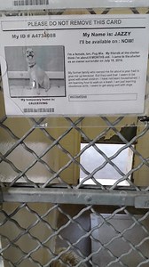 23 reactions · 19 shares | JAZZY is a sweet 8 month old girl that was...